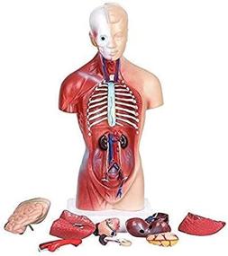 img 2 attached to 🧠 Detachable Educational Anatomical Internal Teaching Tool