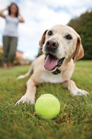 img 1 attached to 🐶 PetSafe Wireless In-Ground Radio Fence System