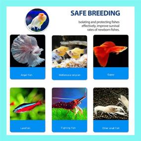 img 3 attached to 🐠 Premium Hamiledyi Aquarium Breeding Isolation Box - Acrylic Fish Tank Hatchery Incubator Divider for Guppy, Shrimp, Clownfish & More!