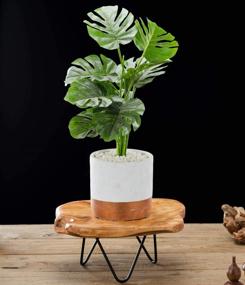 img 3 attached to 🌿 TJ Global Hairpin Display Stand with Natural Design