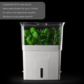 img 3 attached to 🌿 COLE & MASON Fresh Herb Keeper: Efficient Container for Preserving Clear-Cut Herbs