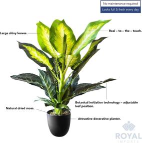 img 1 attached to Royal Imports Artificial Dieffenbachia Decorative