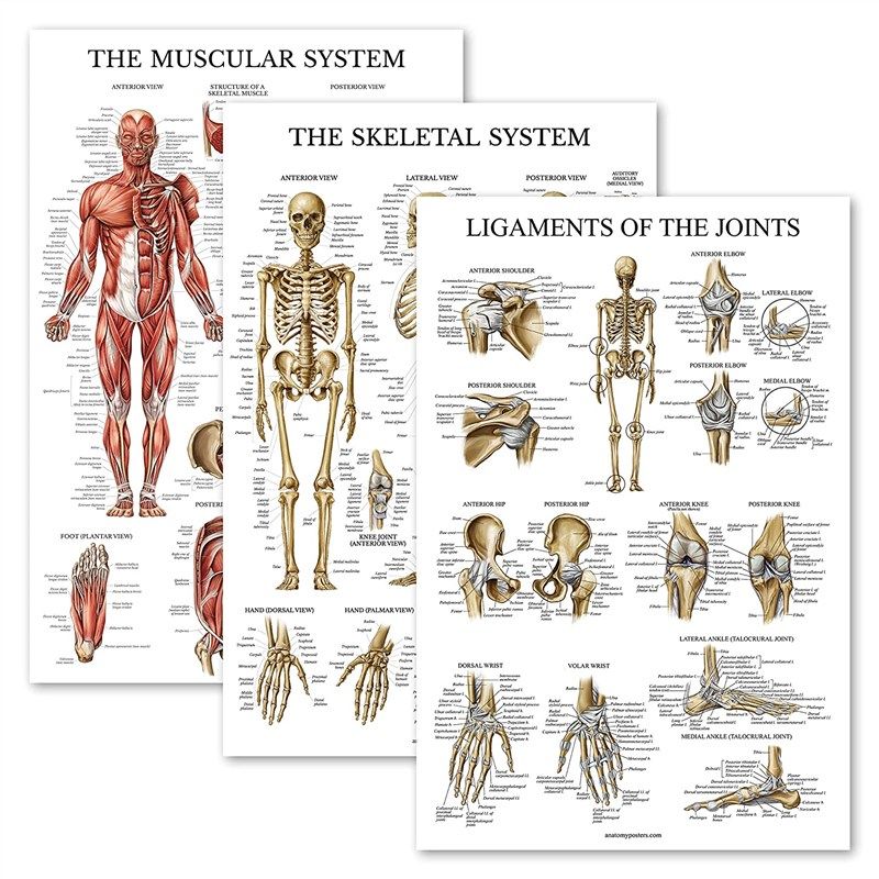 pack skeleton ligaments anatomical laminated 로고