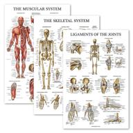 📚 laminated anatomical pack for skeleton ligaments logo