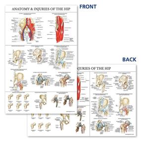 img 1 attached to 📚 Comprehensive Laminated Hip Anatomy Injuries Poster: A Visual Guide for Medical Professionals and Students