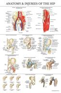 📚 comprehensive laminated hip anatomy injuries poster: a visual guide for medical professionals and students logo
