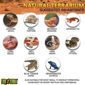 img 1 attached to 🐍 Exo Terra Glass Natural Terrarium Kit: Perfect Habitat for Reptiles & Amphibians, Short Wide Design - 24 x 18 x 12 Inches