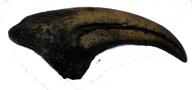 🦖 authentic acrocanthosaurus dinosaur hand claw fossil: a piece of prehistoric wonder logo