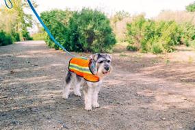img 2 attached to 🐾 Enhance Pet Safety with CueCue Reflective Mesh Pet Visibility Vest