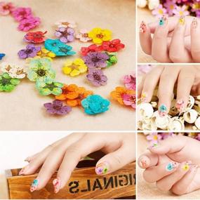 img 3 attached to 🌺 Vibrant 12 Colors Dried Flowers for Nails - Natural Real Dry Flowers for Stunning Nail Designs, Flower Nail Decals, Nail Art Stickers with 60 Pc Lovely Five Petal Flowers