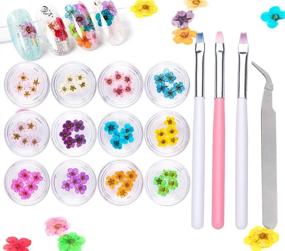 img 4 attached to 🌺 Vibrant 12 Colors Dried Flowers for Nails - Natural Real Dry Flowers for Stunning Nail Designs, Flower Nail Decals, Nail Art Stickers with 60 Pc Lovely Five Petal Flowers