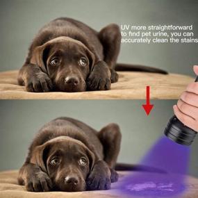 img 1 attached to Escolite 2 Pack UV Flashlight Black Light: Find Pet Urine & Bed Bugs with 51 LED 395nm Ultraviolet Detector - Ideal Companion for Pet Odor Eliminator