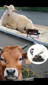 img 1 attached to 15,000LBS/0.1 NTEP Legal for Trade Livestock Cattle Squeeze Chute Scale Kit - Ideal for Pigs, Goats, Sheep