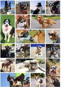 img 2 attached to 🐶 UV Sunglasses Goggles for Pet Dogs | Waterproof & Windproof Dog Glasses | Eye Protection for Medium to Large Dogs