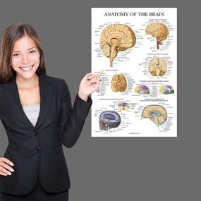 img 1 attached to Laminated Brain Anatomy Poster: Anatomical Guide for Enhanced Understanding