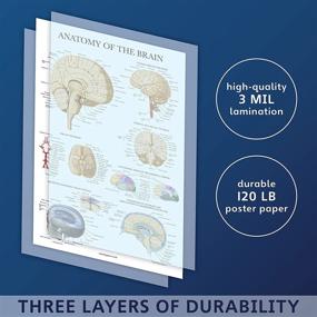 img 2 attached to Laminated Brain Anatomy Poster: Anatomical Guide for Enhanced Understanding