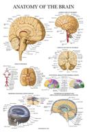laminated brain anatomy poster: anatomical guide for enhanced understanding logo