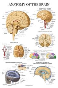 img 4 attached to Laminated Brain Anatomy Poster: Anatomical Guide for Enhanced Understanding