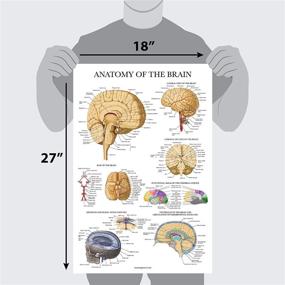 img 3 attached to Laminated Brain Anatomy Poster: Anatomical Guide for Enhanced Understanding