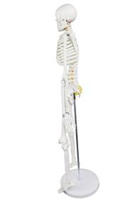img 3 attached to The Ultimate Educational Tool: Walter Products B10205 Skeleton Labeled - Enhance Your Learning Experience!