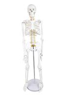 the ultimate educational tool: walter products b10205 skeleton labeled - enhance your learning experience! logo