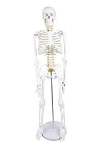 img 4 attached to The Ultimate Educational Tool: Walter Products B10205 Skeleton Labeled - Enhance Your Learning Experience!
