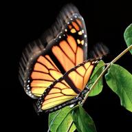 elegant aliform monarch moving butterfly logo
