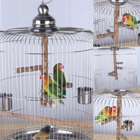 img 2 attached to 🦜 Борангс палочка для птиц: естественная деревянная подставка для маленьких-средних попугаев - игрушечная ветка для клеток 3-4 шт.