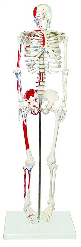 walter products b10204 skeleton muscles 로고