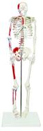 enhance anatomy studies with walter products b10204 skeleton muscles logo