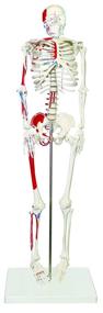 img 1 attached to Enhance Anatomy Studies with Walter Products B10204 Skeleton Muscles