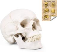 life size human skull model логотип