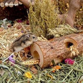 img 1 attached to 🌳 Niteangel Natural Wooden Hamster Mouse Tunnel Tube Toy: Explore the Forest through a Hollow Tree Trunk