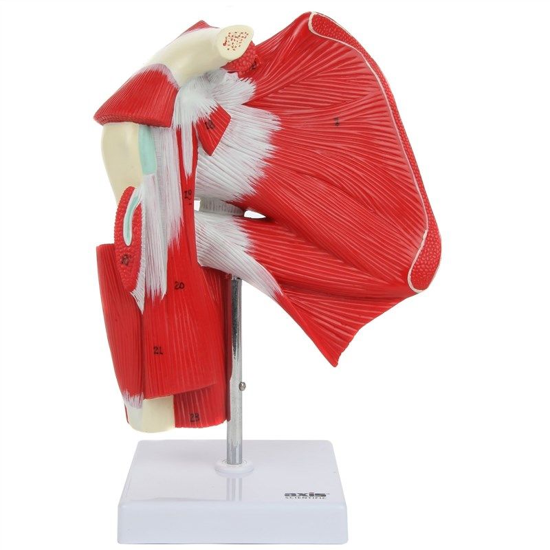 axis scientific shoulder musculature subscapular 로고