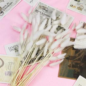 img 1 attached to 🌾 Natural Dried Lagurus Ovatus Flowers with Rabbit Tail Pampas - Perfect Décor for Wedding, Home, Photography - 60 Stems, White, 45cm Large