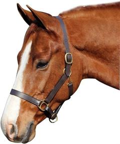 img 2 attached to The Ultimate Choice: Henri de Rivel Advantage Leather Halter - Unmatched Quality and Style!