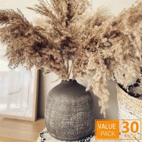 img 4 attached to HUMINBO Dried Pompas Floral Fluffy Pampas Grass 30 Stems Small Pompous Bulk Natural Pompus Grasses Short