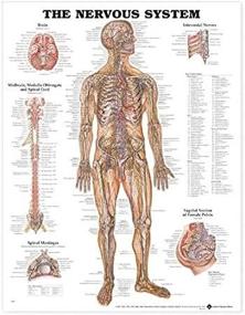 img 2 attached to 🧠 The Nervous System Anatomical Chart: Enhancing Science Education with Comprehensive Visuals