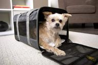 🐾 enhanced airline approved pet carrier: sherpa original deluxe with soft liner, mesh windows & spring frame logo