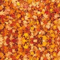 🍁 allenjoy 72x72 inch fall maple leaves photography backdrop for friendsgiving, autumn harvest, thanksgiving party, halloween decoration - banner photo booth props and supplies логотип