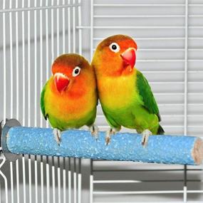 img 2 attached to 🦜 Colorful Pet Bird Perch Stand Platform with Natural Wood for Exercise Paw Grinding and Cage Accessory, suitable for Parrots, Budgies, Parakeets, Cockatiels, Conures, Lovebirds, Rats, and Mice (4 Color Options)