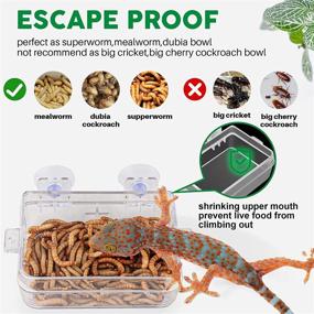 img 3 attached to Essential Reptile Tank Accessory: Reptile Water Food Dish, Feeding Tongs, and Escape-Proof Bowl for Various Species – Lizard, Bearded Dragon, Leopard Gecko, Crested Gecko, Chameleon, Tortoise, Frog, Hermit Crab, Iguana, Superworm, Dubia, Mealworm