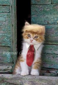 img 1 attached to Halloween, Party, 🎃 and Photo-Ready Trump Cat/Dog Costume