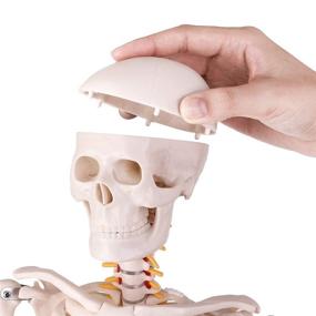 img 2 attached to 💀 Компактная модель анатомии человеческого скелета