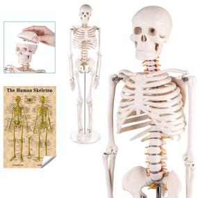 img 4 attached to 💀 Compact Human Skeleton Anatomy Model