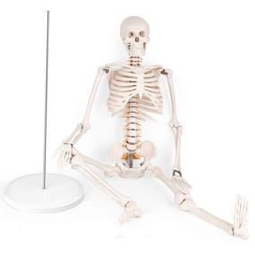 img 3 attached to 💀 Compact Human Skeleton Anatomy Model