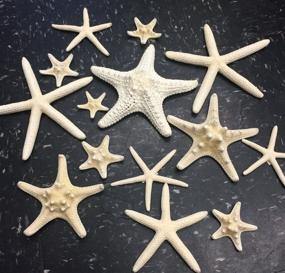 img 3 attached to 🌟 PEPPERLONELY 14 Piece Mixed Starfish Set - Finger, Knobby Armored, Jungle - 2 to 6 Inch Sizes