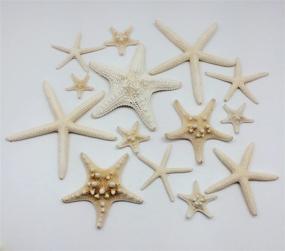 img 2 attached to 🌟 PEPPERLONELY 14 Piece Mixed Starfish Set - Finger, Knobby Armored, Jungle - 2 to 6 Inch Sizes