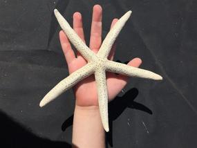 img 3 attached to Nautical Beach Decor Starfish Wedding