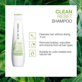 img 2 attached to BIOLAGE Clean Reset Shampoo: Intense Cleansing Treatment for Removing Buildup, Suitable for All Hair Types, Paraben-Free and Vegan-Friendly